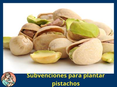 pistachos