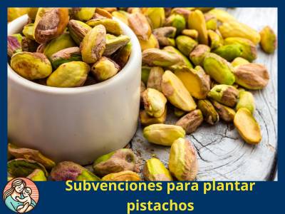 pistachos