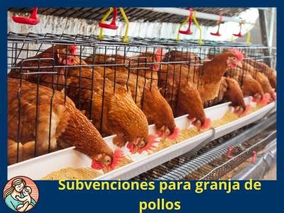 granjas de pollos