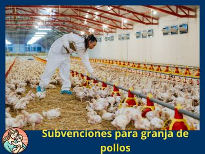 granja de pollos